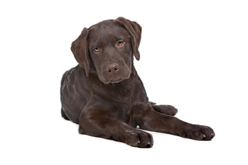 Obraz premium Chocolate Labrador