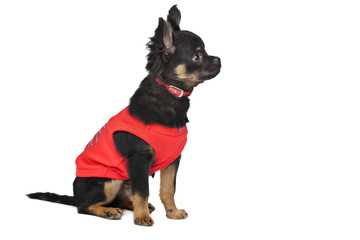 chihuahua with red shirt