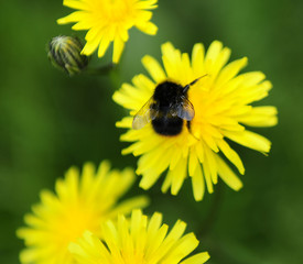 Pollen