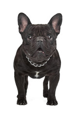 Dark brown French bulldog
