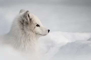 Polarfuchs