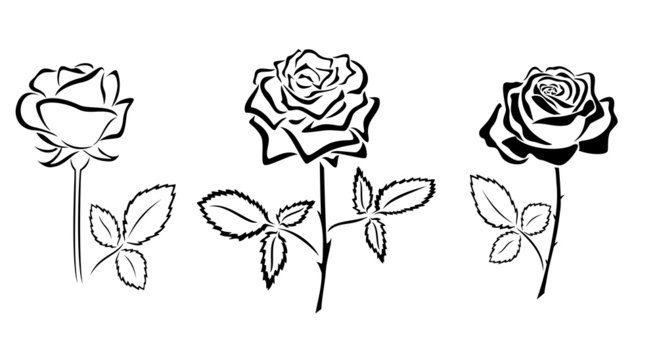 black silhouettes of roses - vector