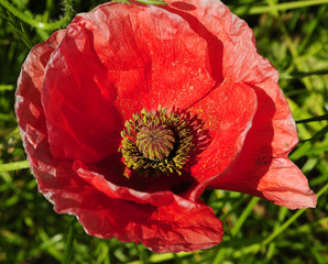 Poppy Macro