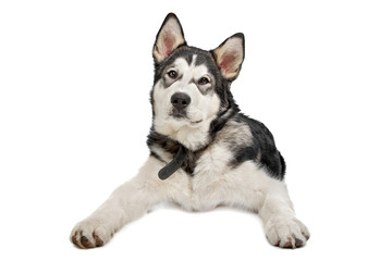 Alaskan Malamute puppy