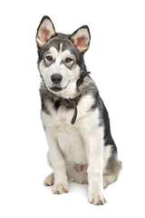 Alaskan Malamute puppy