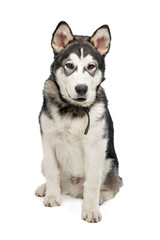 Fototapeta premium Alaskan Malamute puppy