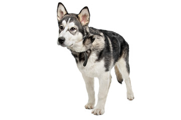 Fototapeta premium Alaskan Malamute puppy