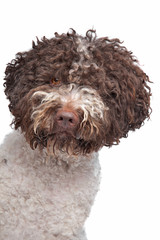 lagotto romagnola