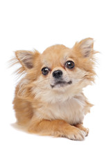 Obraz premium Brown long haired chihuahua