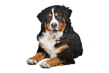 Bernese Mountain Dog