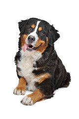 Bernese Mountain Dog