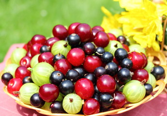 garden berries