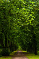 Obraz premium Misty Old Forest