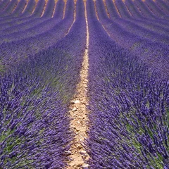 Fotobehang Lavender ways © ChantalS