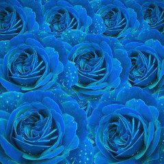 Elegant rose in blue color