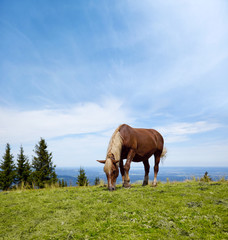 Haflinger am Hörnle (Allgäu) © Composer