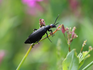 Жук нарывник