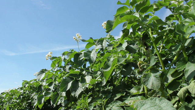 Kartoffelpflanzen