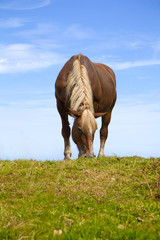 Fototapeta premium Haflinger am Hörnle (Allgäu)