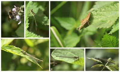 Libellules, papillon et bourdon