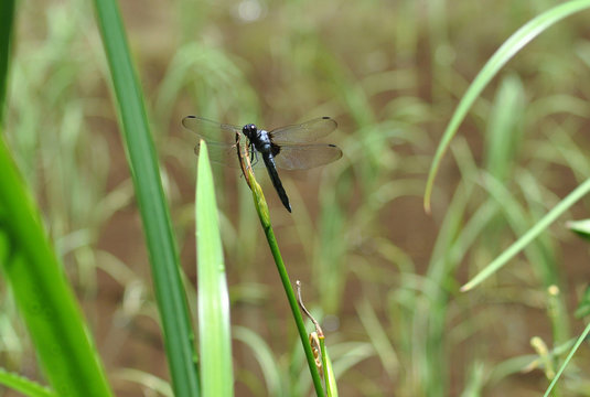 シオカラトンボ