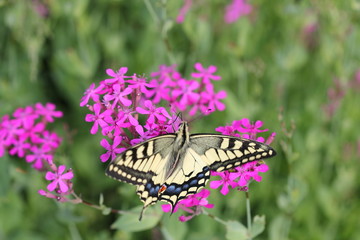 Бабочка махаон (Papilio machaon)