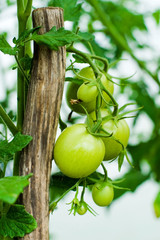 Green Tomatoes in a garden