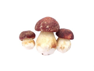 Белые грибы