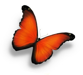 Orange butterfly , isolated on white