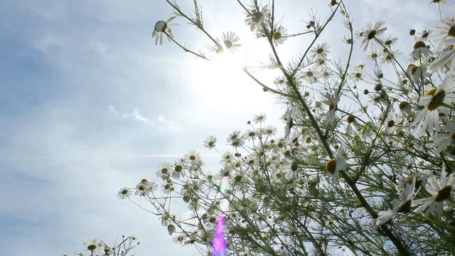 Kamille im Sonnenlicht