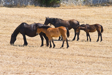 Horses grazing in countryside.