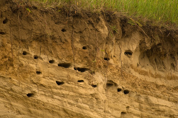 Colony Riparia riparia