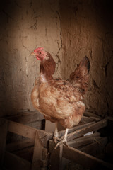 portrait of a chicken