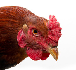 cock portrait on a white background © schankz