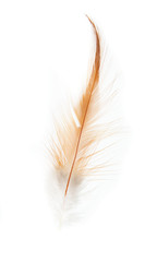 orange feathers on a white background