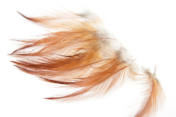 Fototapeta premium orange feathers on a white background