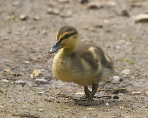 Chick