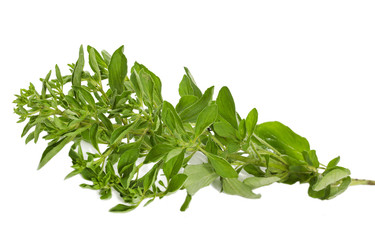 Frischer Oregano auf weißem Hintergrund