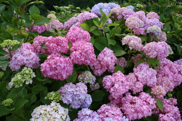 Obraz premium Hortensia bleu rose vert zoom fleur belle dehors fond