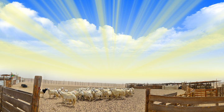 Farm of Ewes with yellow sun rays with semi-cloudy sky