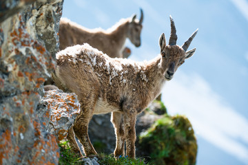 Two young alpine ibex