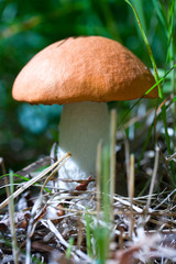 orange cap boletus