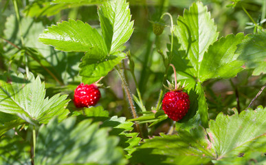 wild strawberry