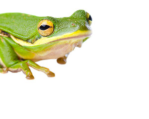 Tree frog isolated on white