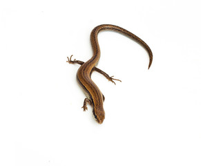 Lizard on a white background