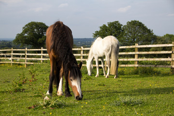 Obraz premium Horses grazing