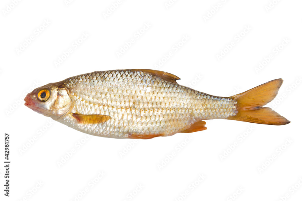 Sticker roach (Rutilus rutilus) on a white background