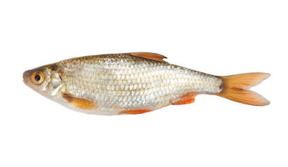 roach (Rutilus rutilus) on a white background