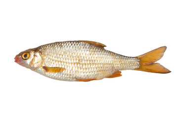 roach (Rutilus rutilus) on a white background