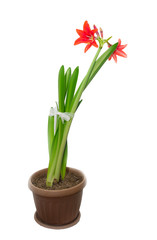 Red flower on a white background